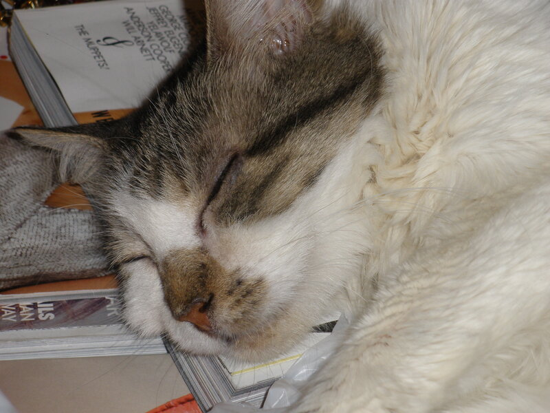 Sleeping Tabby Cat — White, Peaceful, Photograph, Books