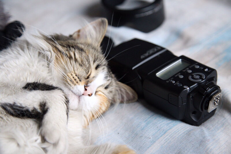 Sleeping Tabby Cat — White, Peaceful, Photograph, Camera Flash