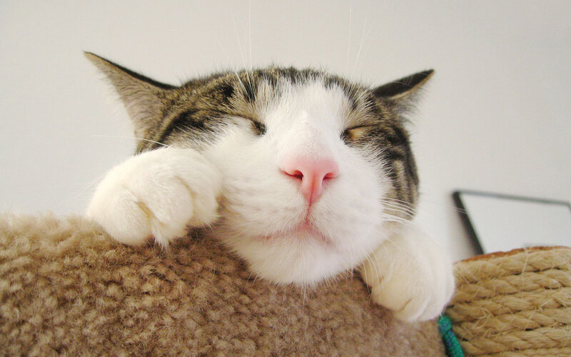 Sleeping Tabby Cat — White, Peaceful, Photograph, Cat Tree