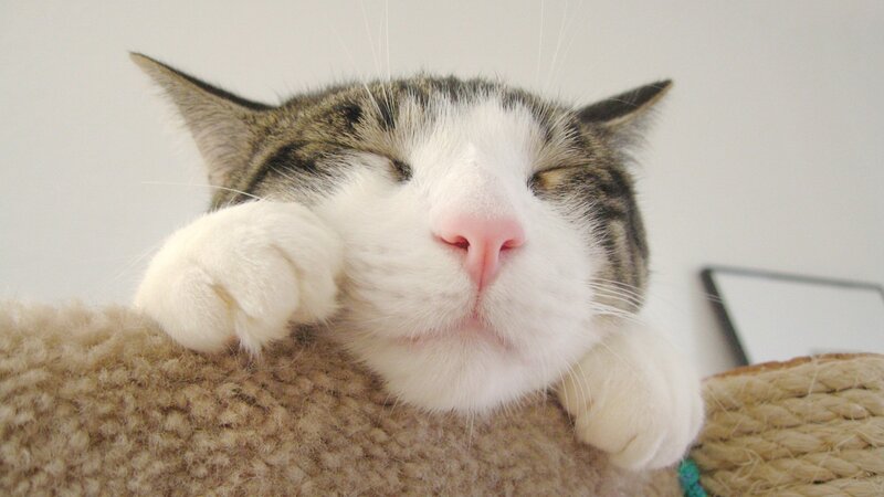 Sleeping Tabby Cat — White, Peaceful, Photograph, Cat Tree, Wall, Picture Frame