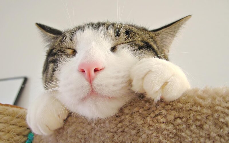 Sleeping Tabby Cat — White, Peaceful, Photograph, Cat Tree, White Wall
