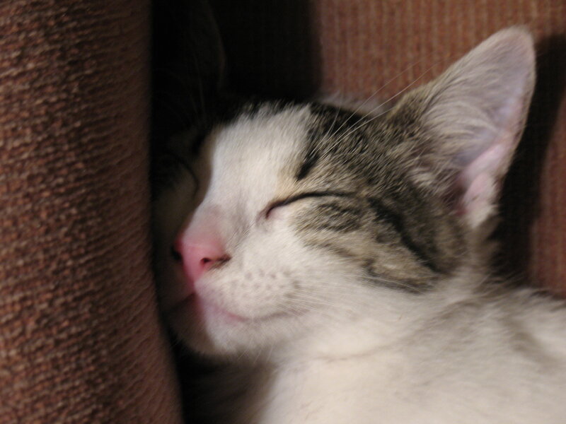 Sleeping Tabby Cat — White, Peaceful, Photograph, Couch
