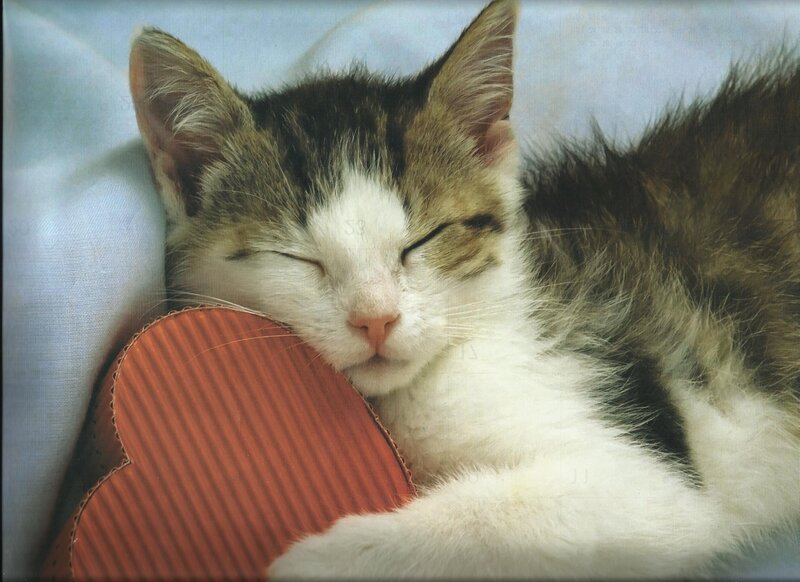 Sleeping Tabby Cat — White, Peaceful, Photograph, Heart-shaped Object