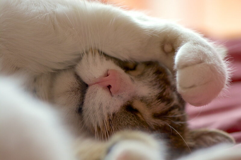 Sleeping Tabby Cat — White, Peaceful, Photograph, Paw