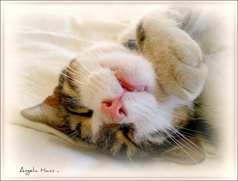 Sleeping Tabby Cat — White, Peaceful, Photograph