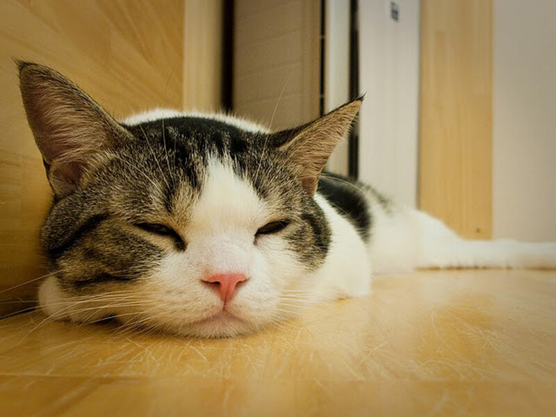 Sleeping Tabby Cat — White, Peaceful