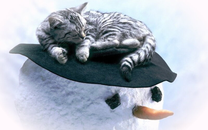 Sleeping Tabby Cat — White, Peaceful, Winter, Photograph