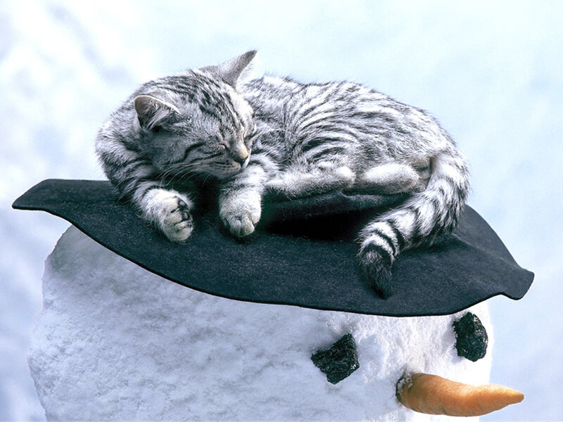 Sleeping Tabby Cat — White, Peaceful, Winter