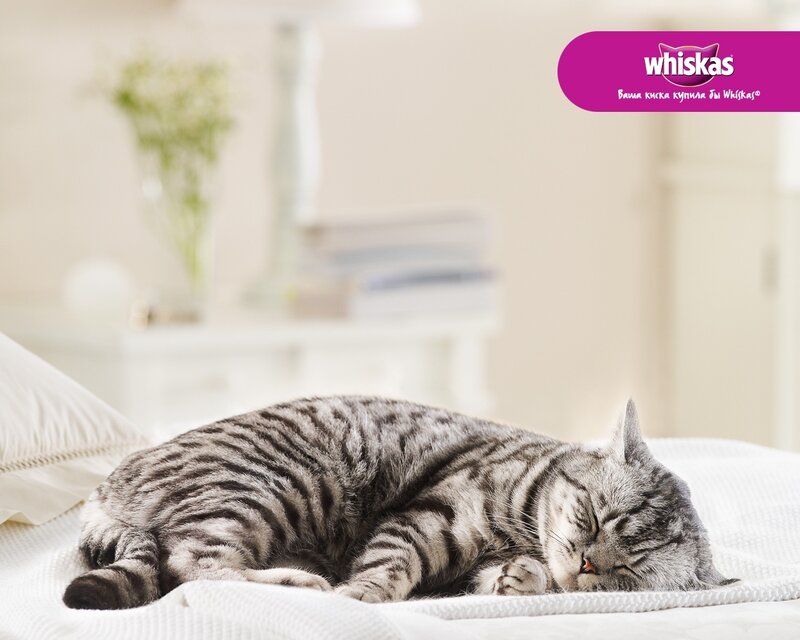 Sleeping Tabby Cat — White, Serene