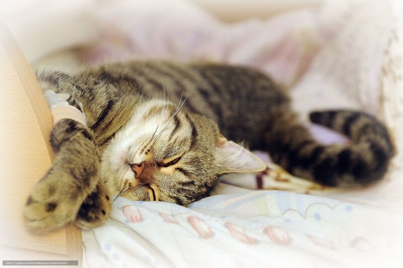 Sleeping tabby cat with IV