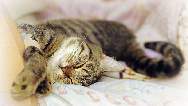 Sleeping tabby cat with IV