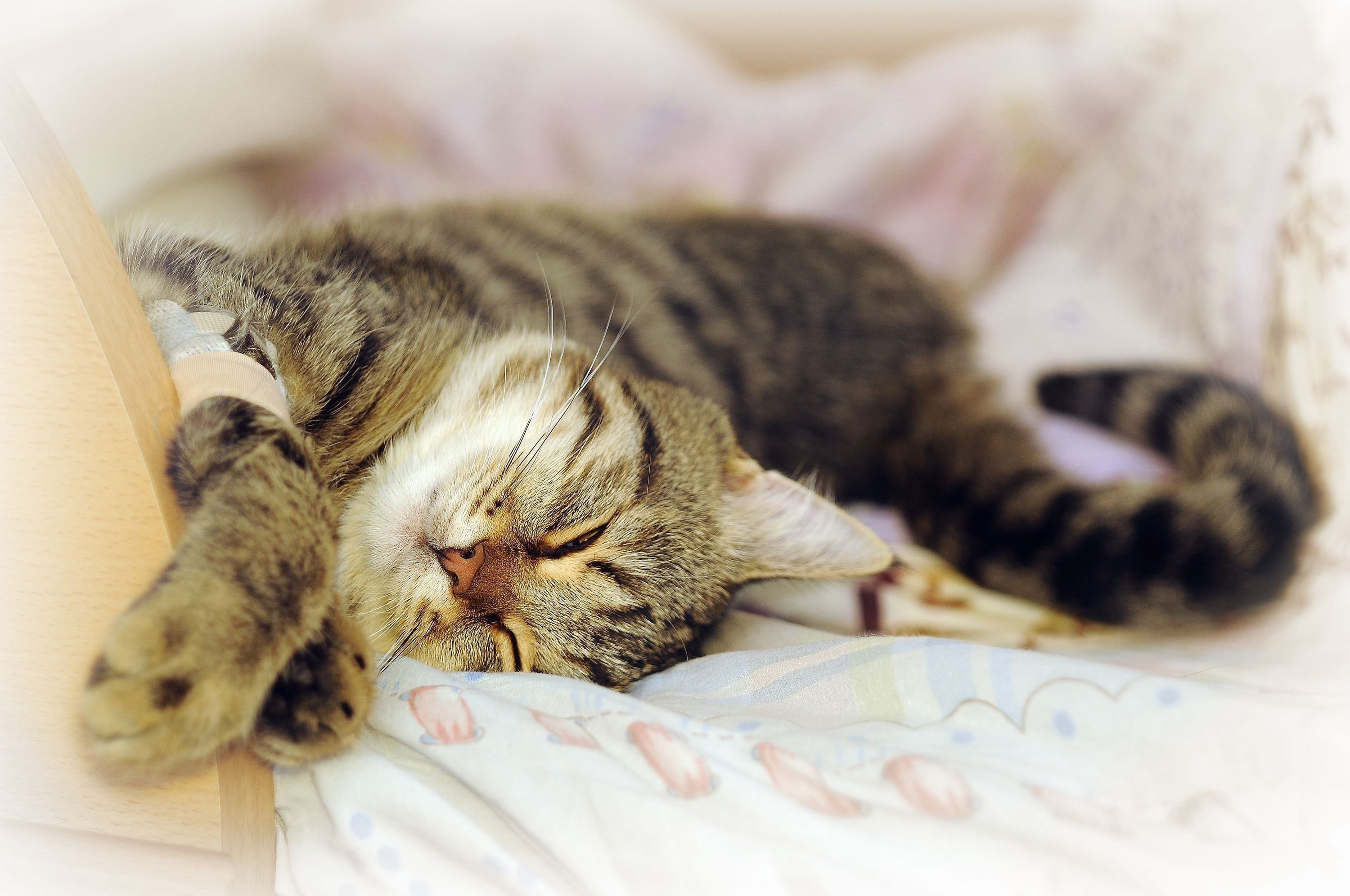 Sleeping tabby cat with IV