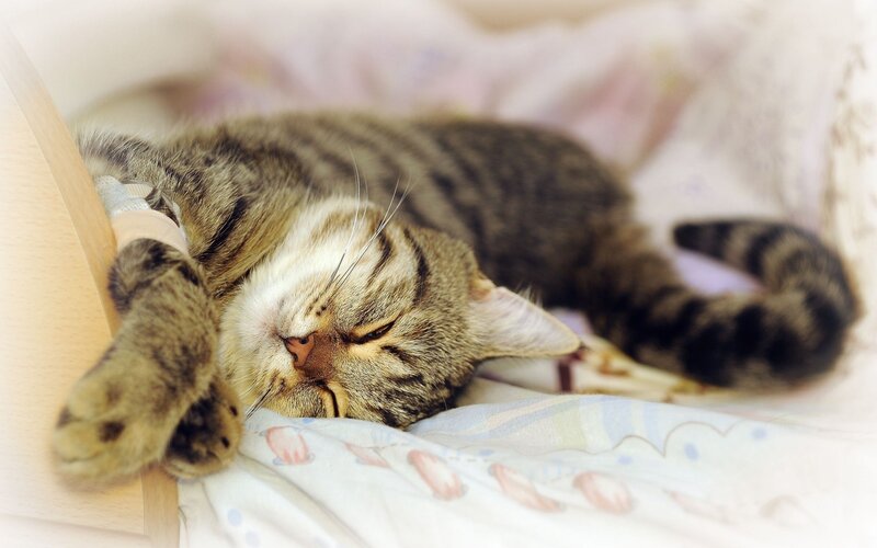 Sleeping tabby cat with IV