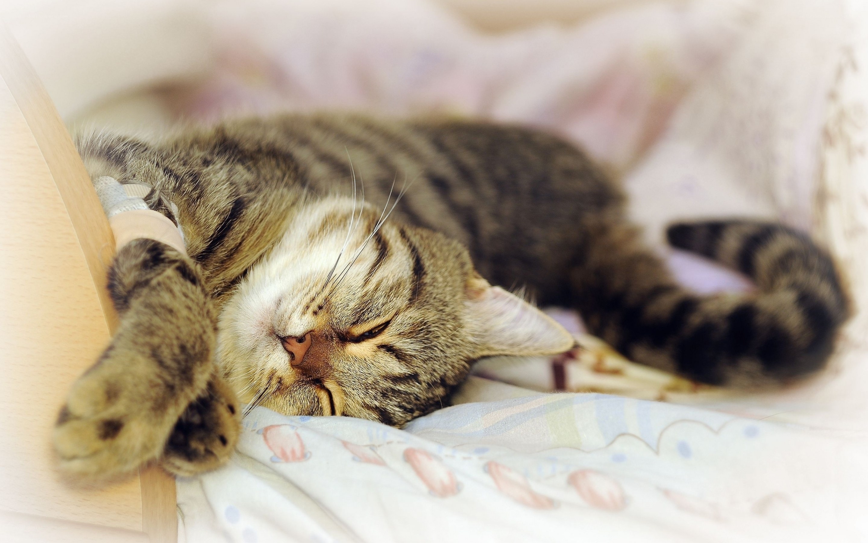 Sleeping tabby cat with IV