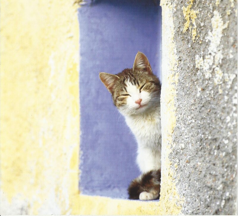 Sleeping Tabby Cat — Yellow, Peaceful