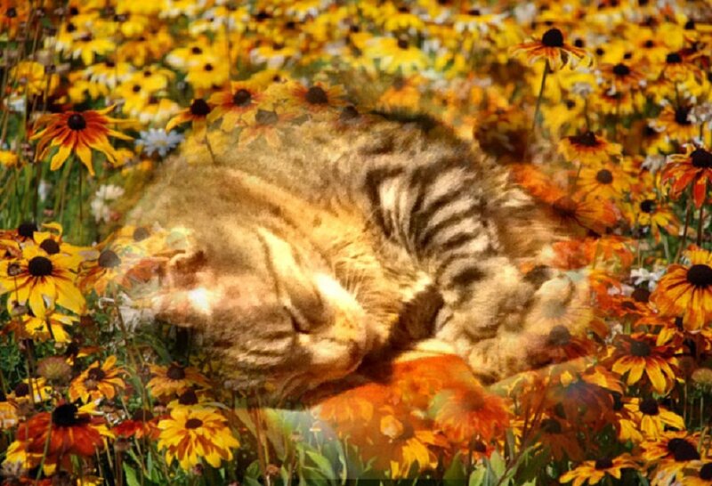 Sleeping Tabby Cat — Yellow, Serene, Summer