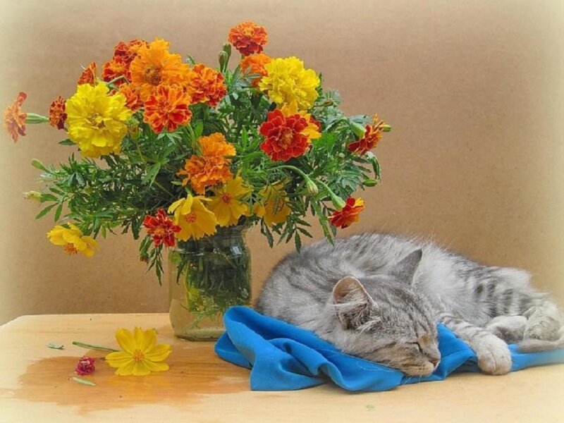 Sleeping Tabby Cat — Yellow, Serene