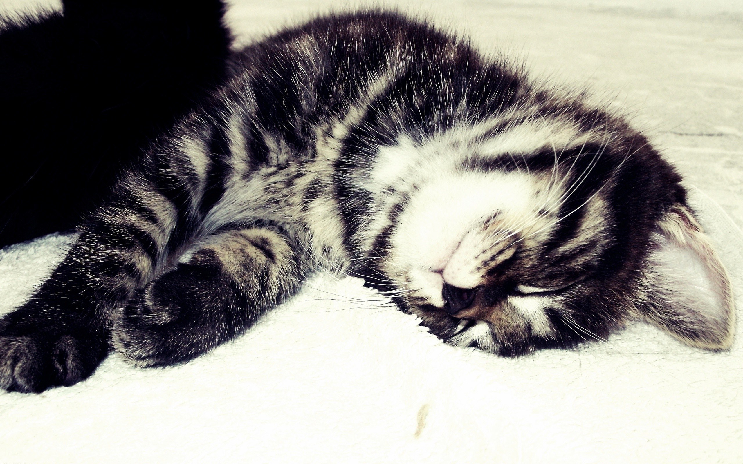 Sleeping tabby kitten