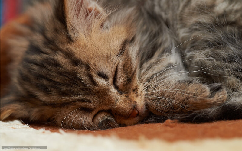 Sleeping tabby kitten