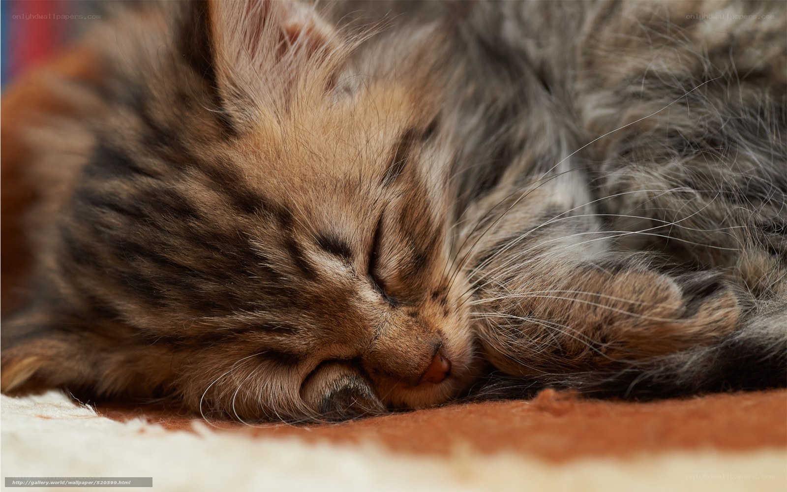 Sleeping tabby kitten