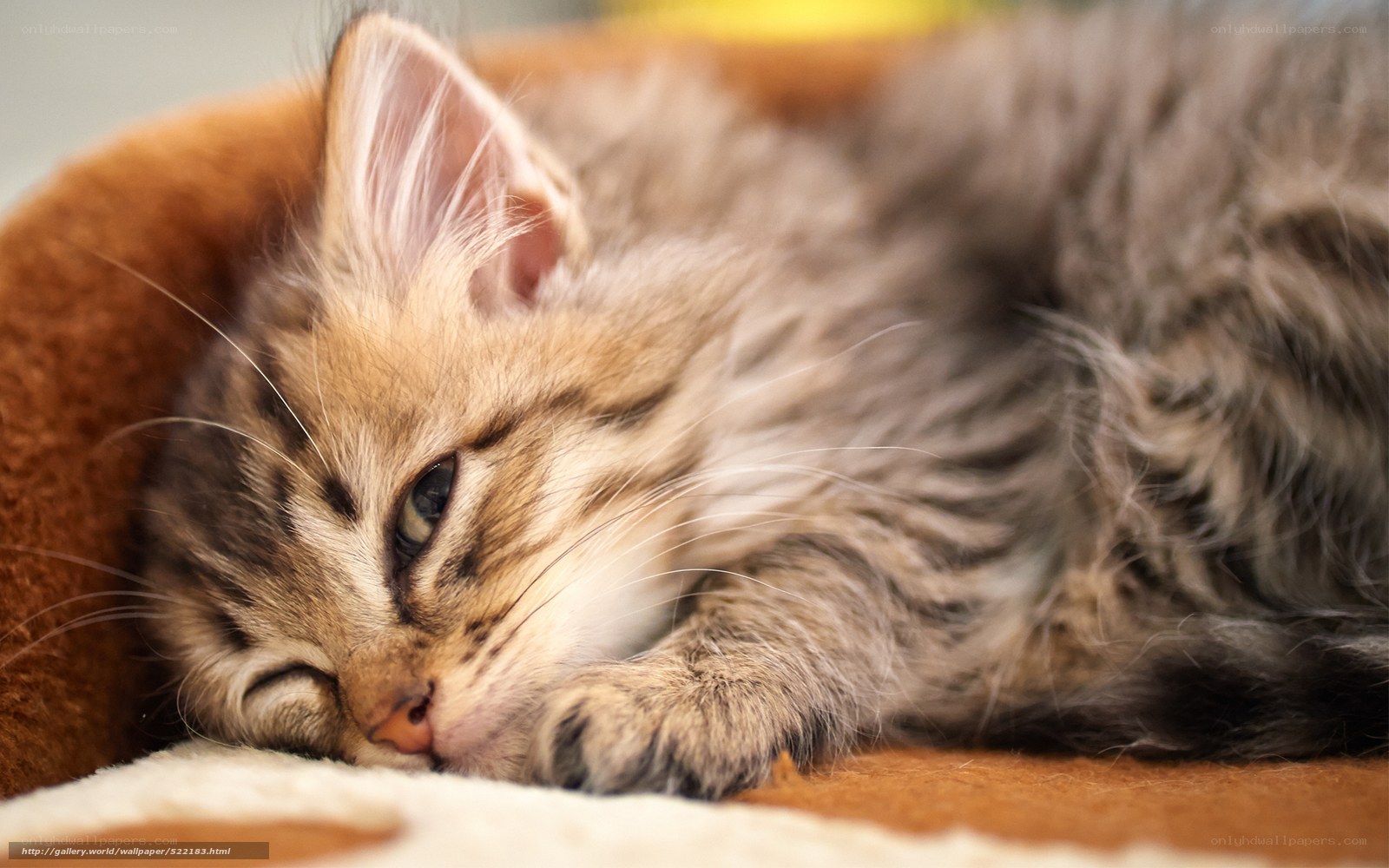Sleeping tabby kitten