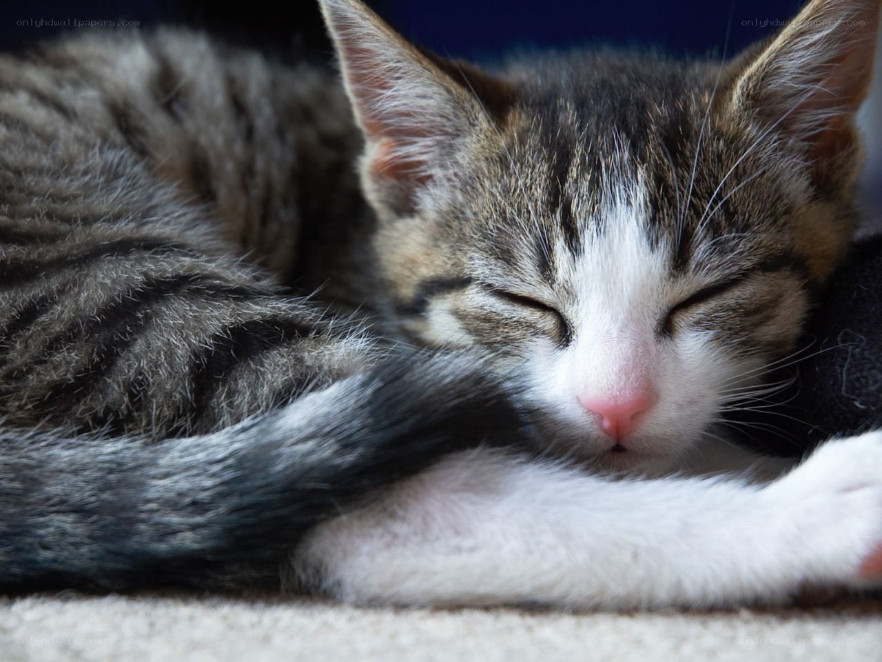 Sleeping tabby kitten
