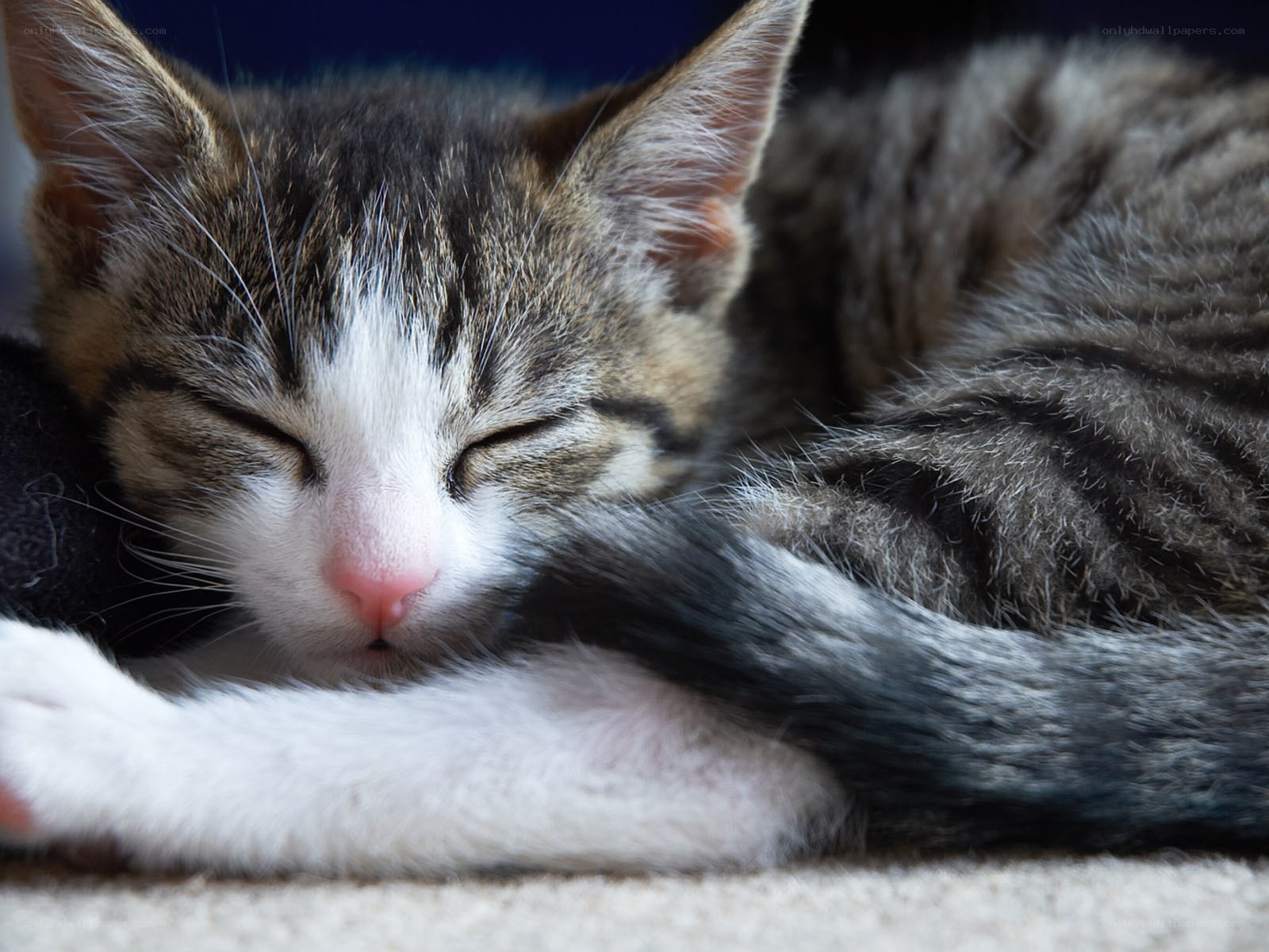 Sleeping tabby kitten