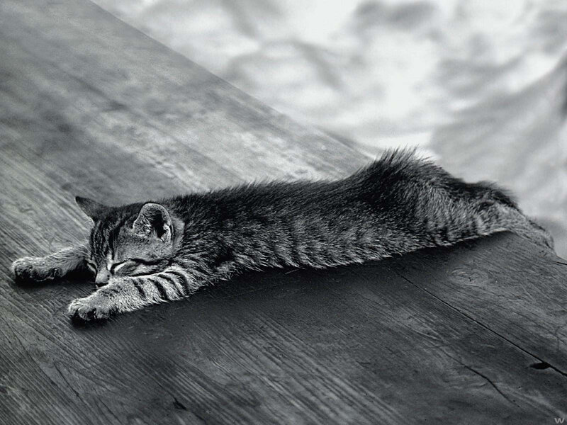 Sleeping tabby kitten