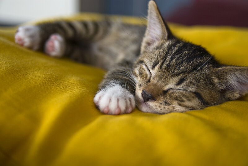Sleeping tabby kitten