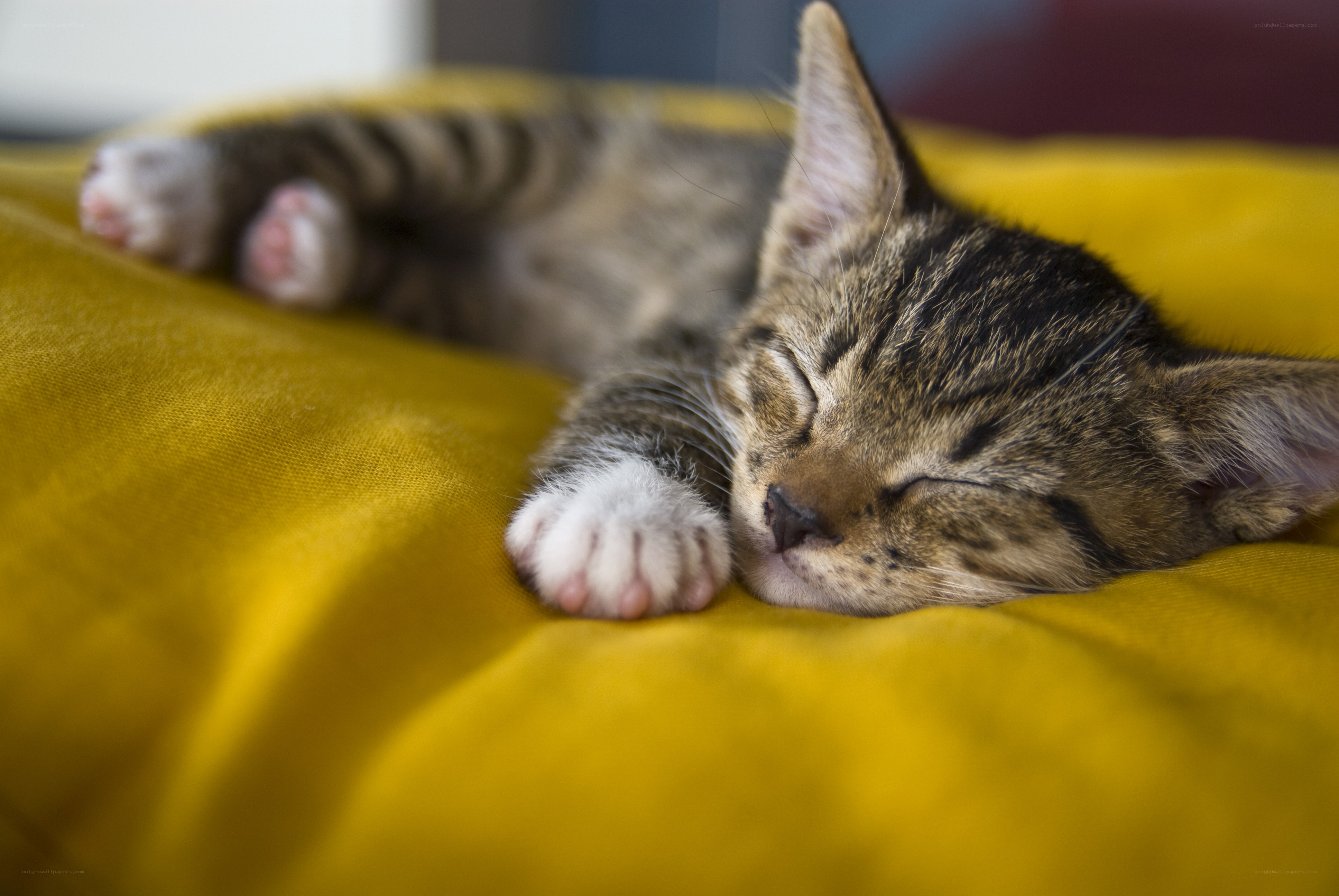 Sleeping tabby kitten
