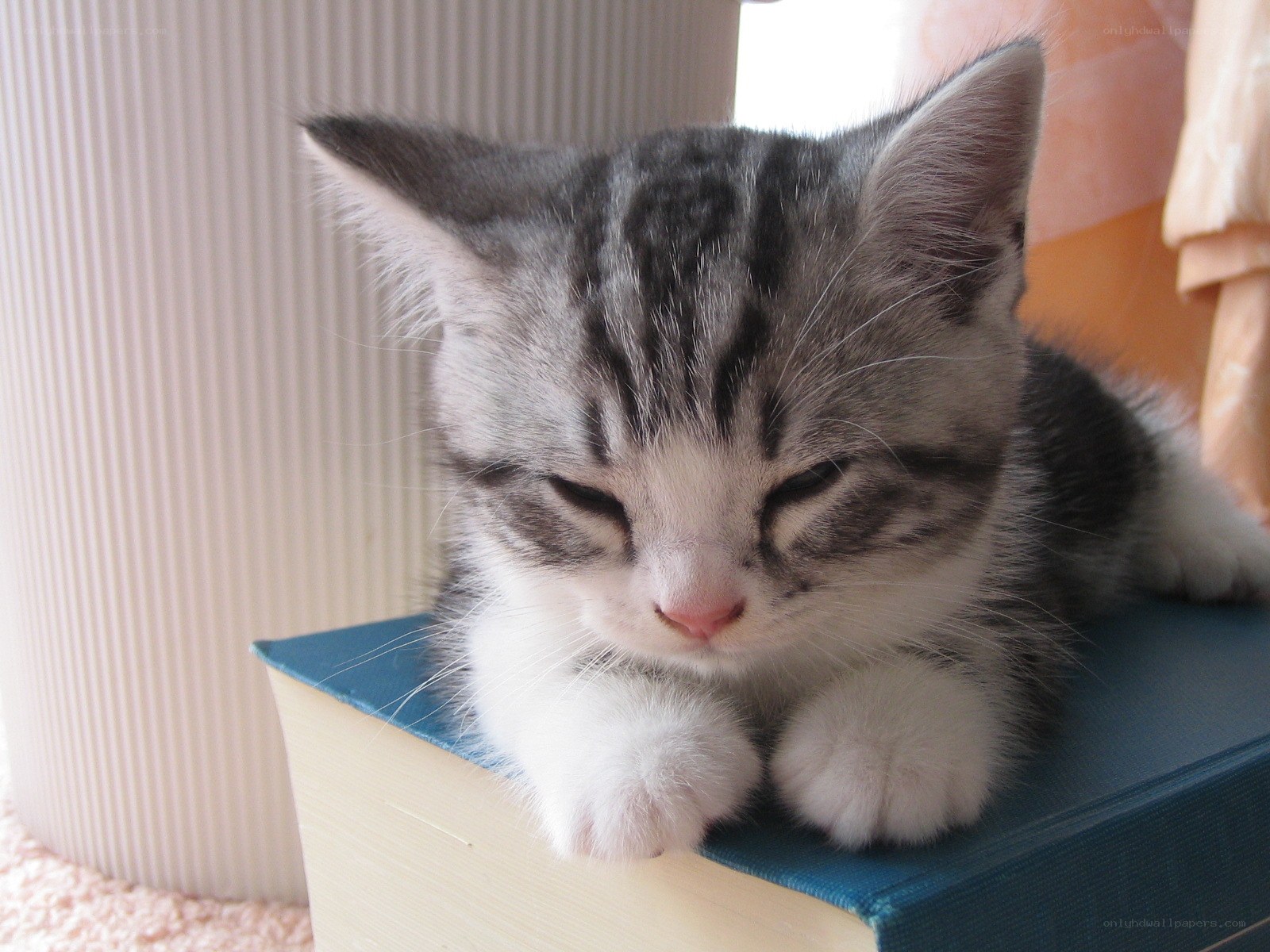 Sleeping tabby kitten