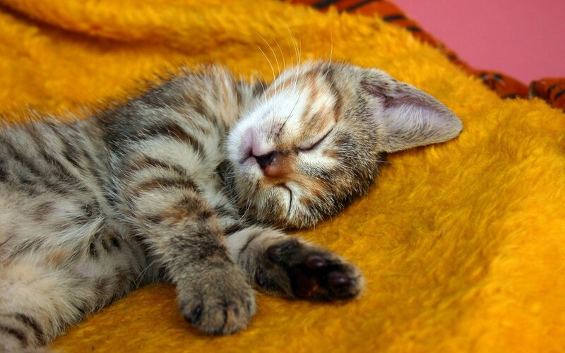 Sleeping tabby kitten