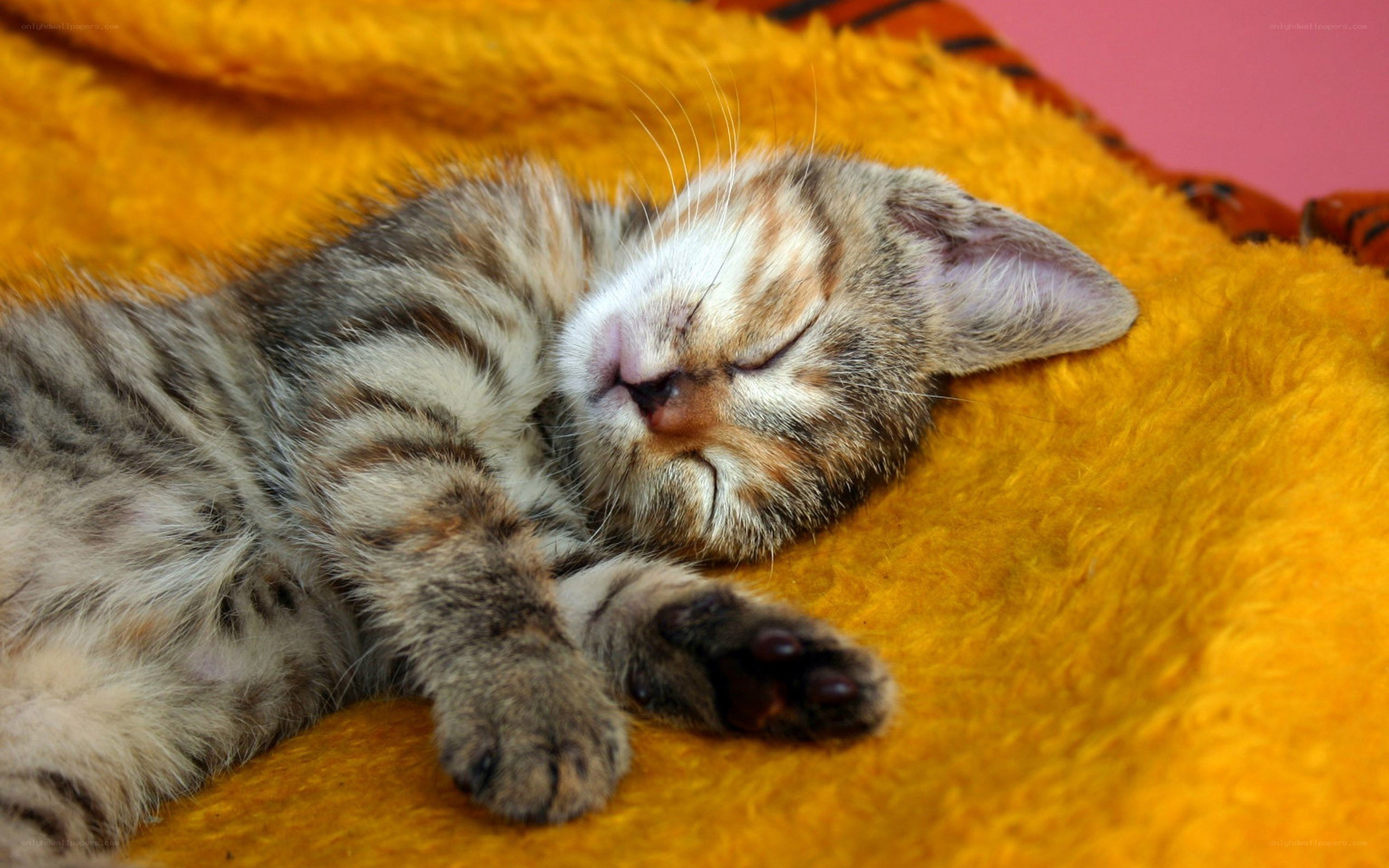 Sleeping tabby kitten