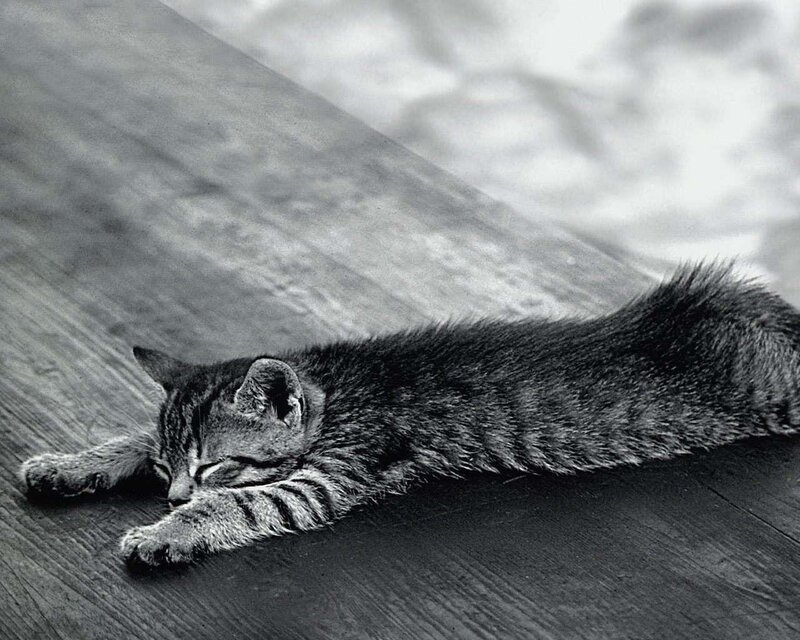 Sleeping tabby kitten