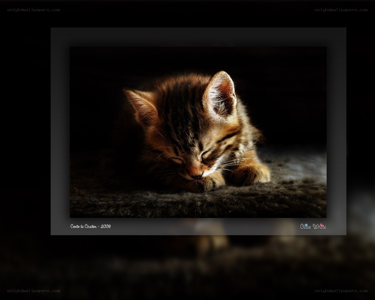 Sleeping tabby kitten