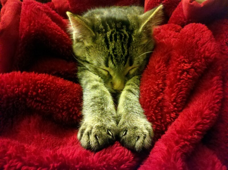 Sleeping tabby kitten