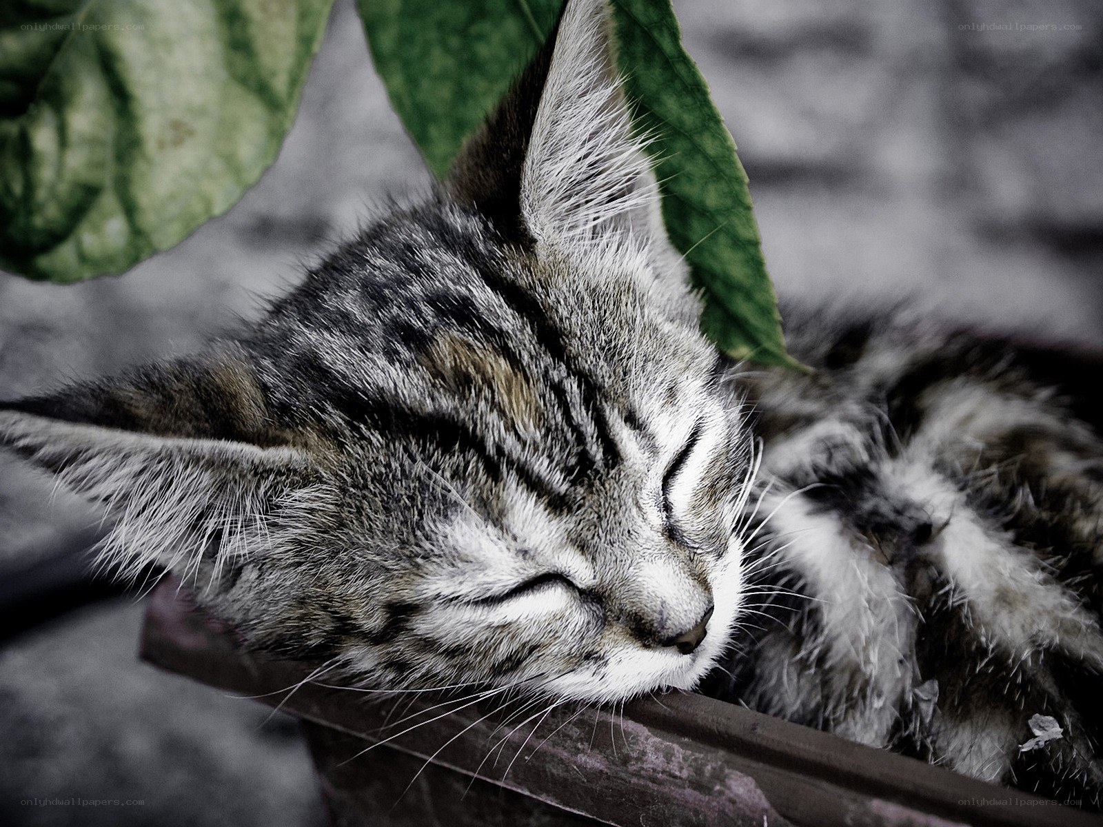 Sleeping tabby kitten