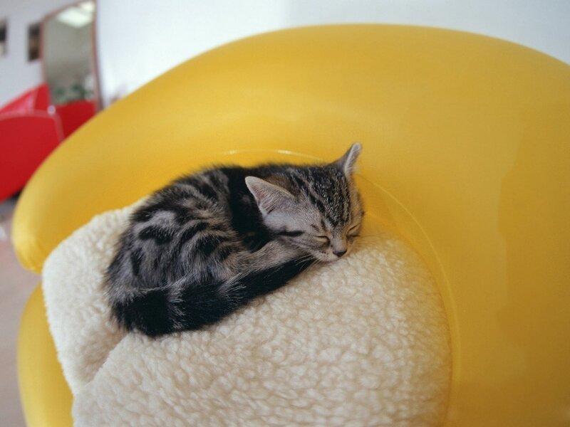 Sleeping tabby kitten