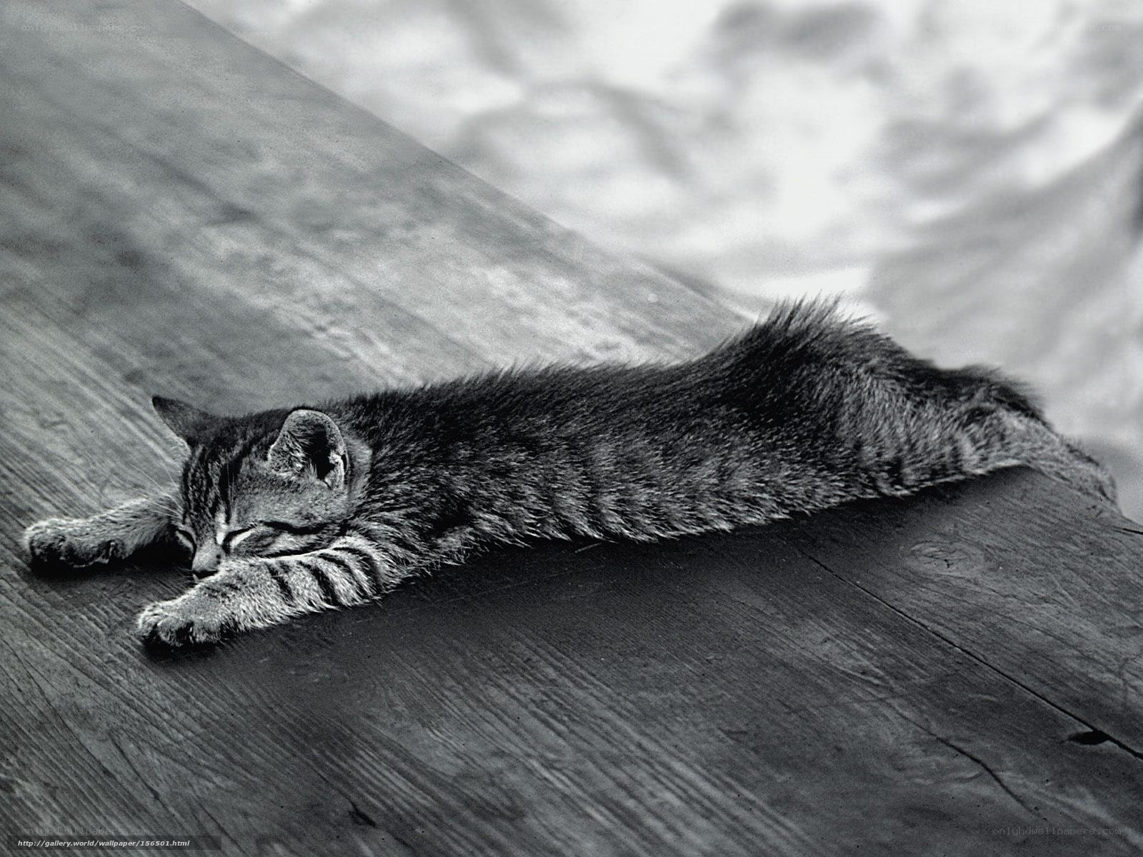 Sleeping tabby kitten