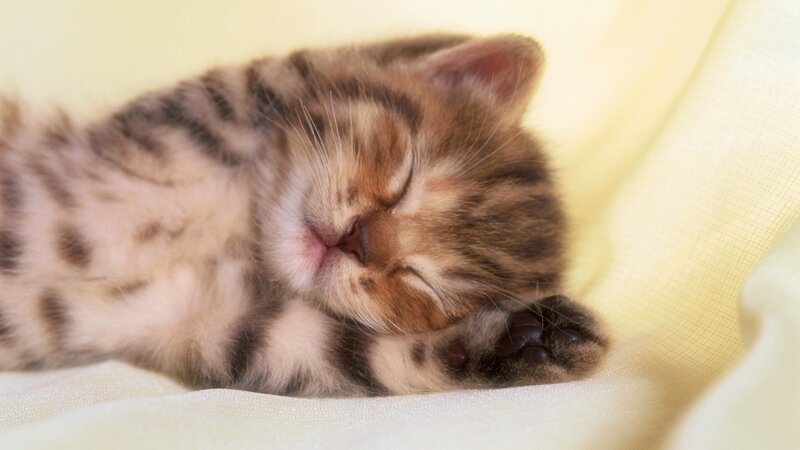 Sleeping tabby kitten