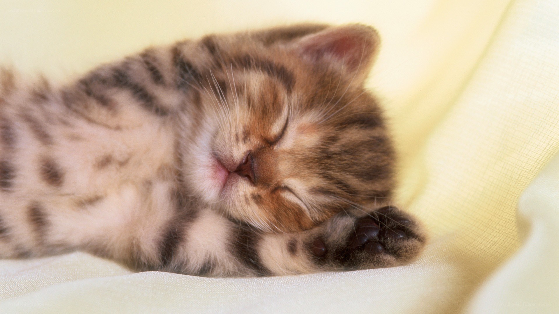 Sleeping tabby kitten