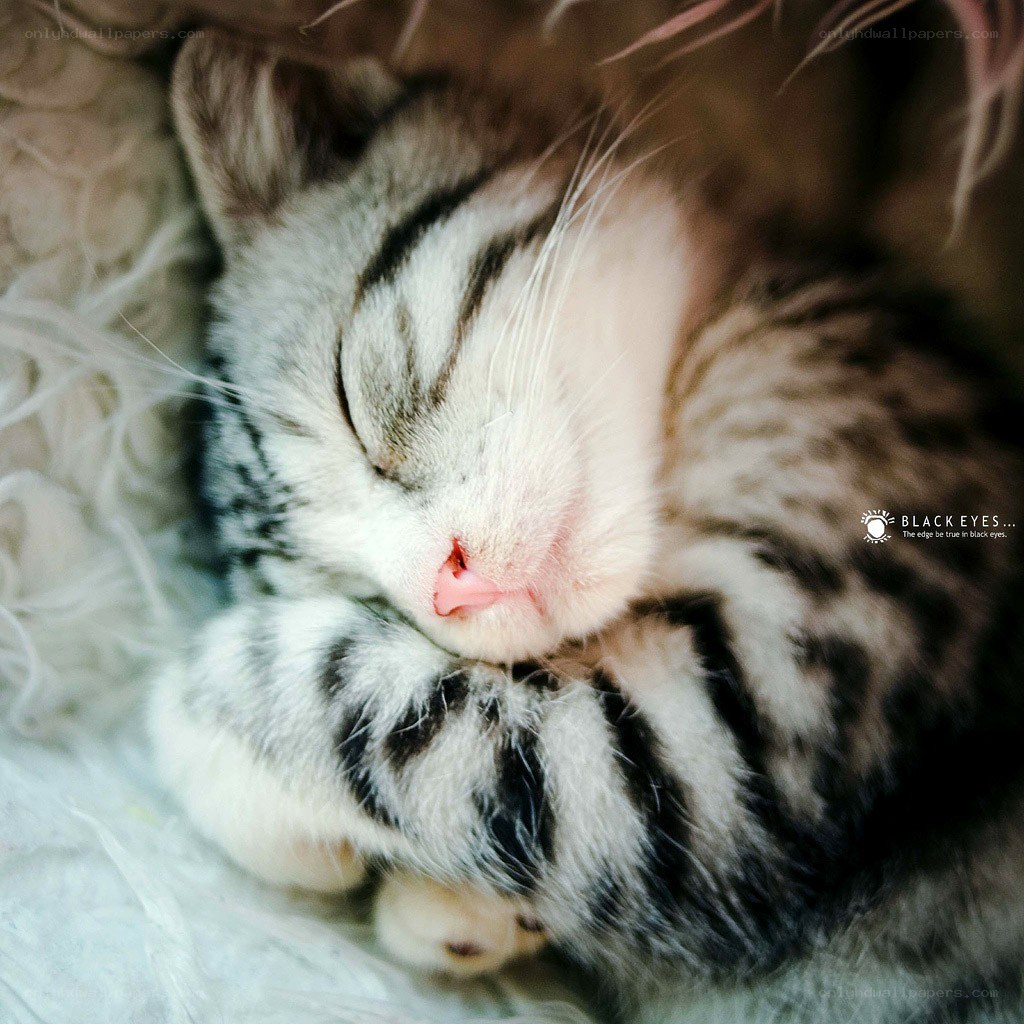 Sleeping tabby kitten