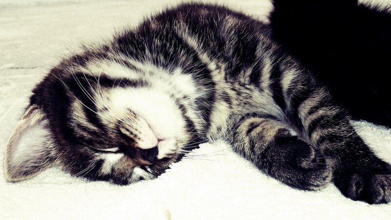 Sleeping tabby kitten