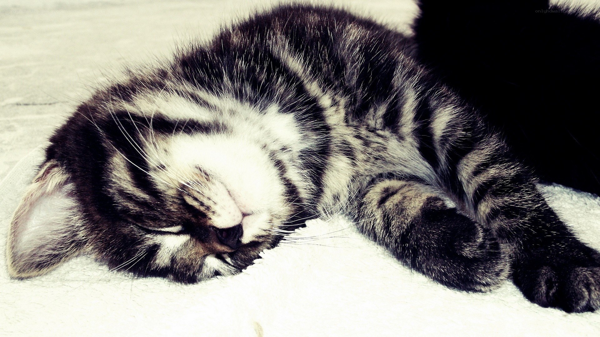 Sleeping tabby kitten