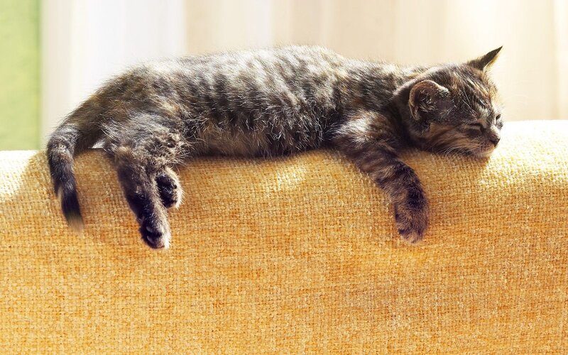 Sleeping tabby kitten