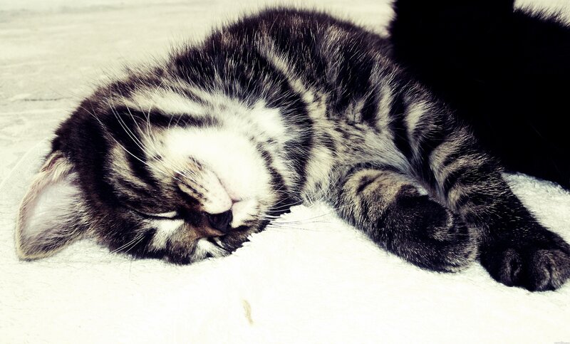 Sleeping tabby kitten