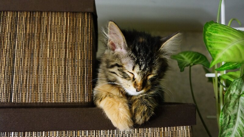Sleeping tabby kitten