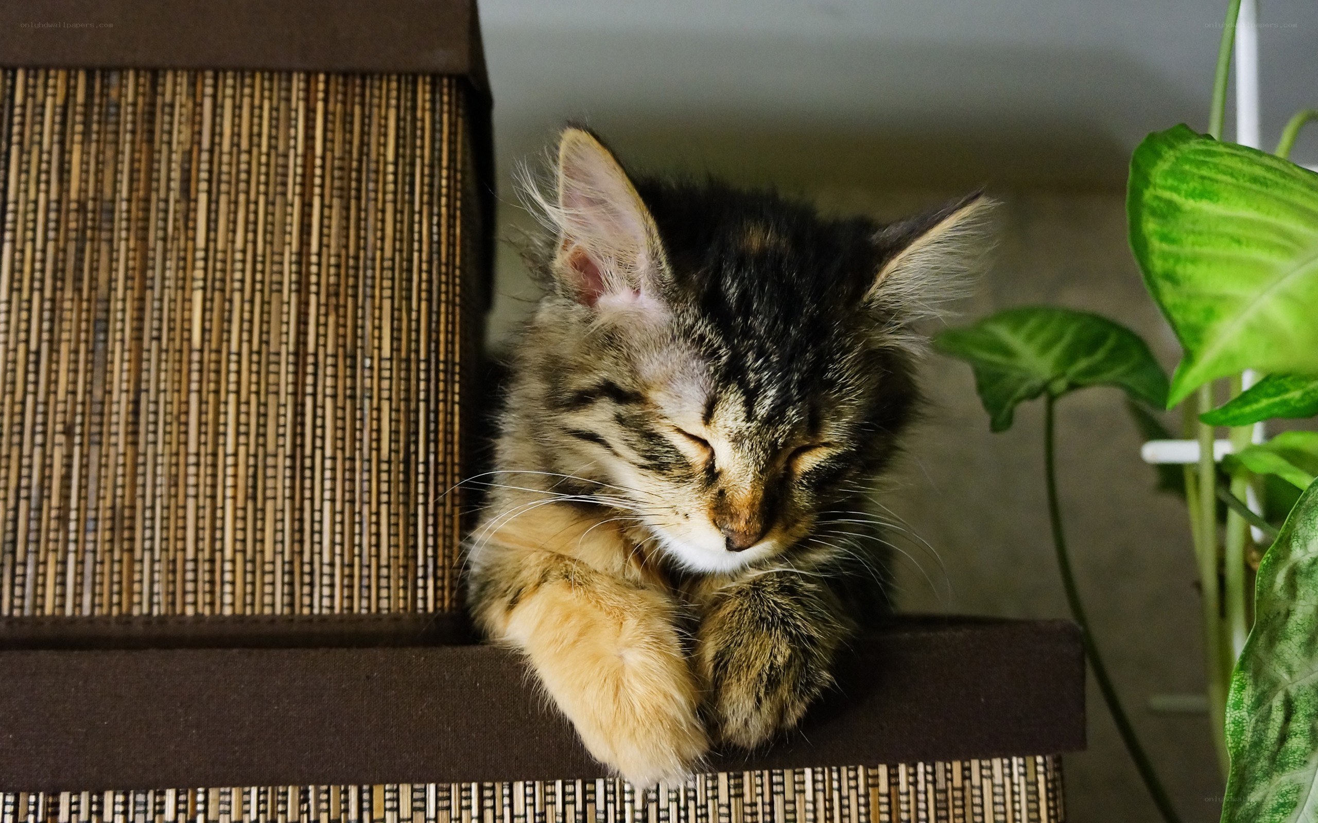 Sleeping tabby kitten