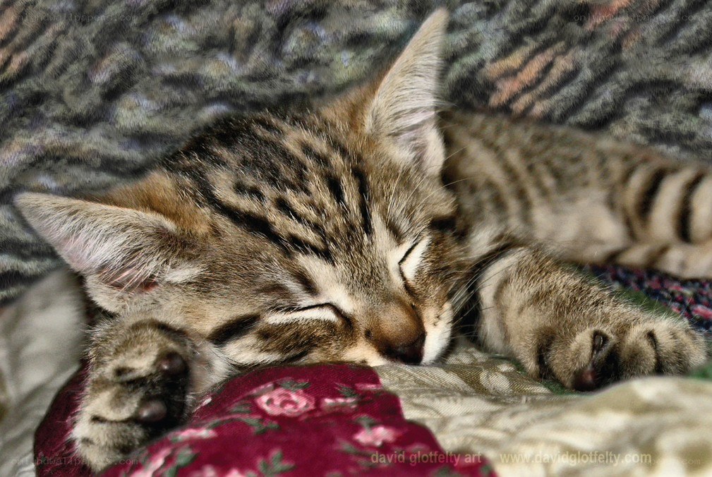 Sleeping tabby kitten