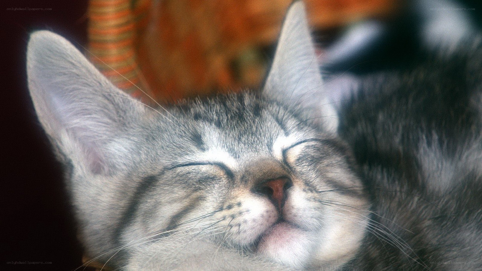 Sleeping tabby kitten